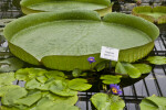 Giant Waterlily