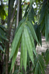 Gigantochloa Pseudoarundinacea Leaves