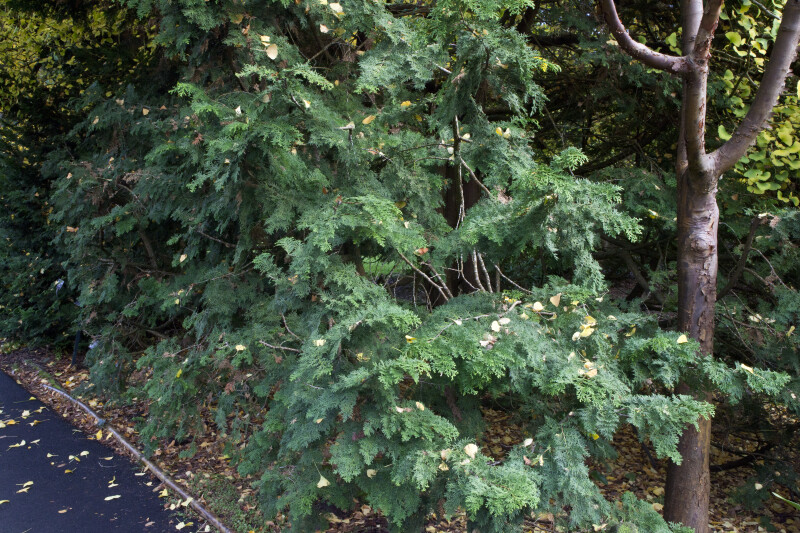 Ginkgo Leaves on a "Gracilis Compacta" Japanese Cypress