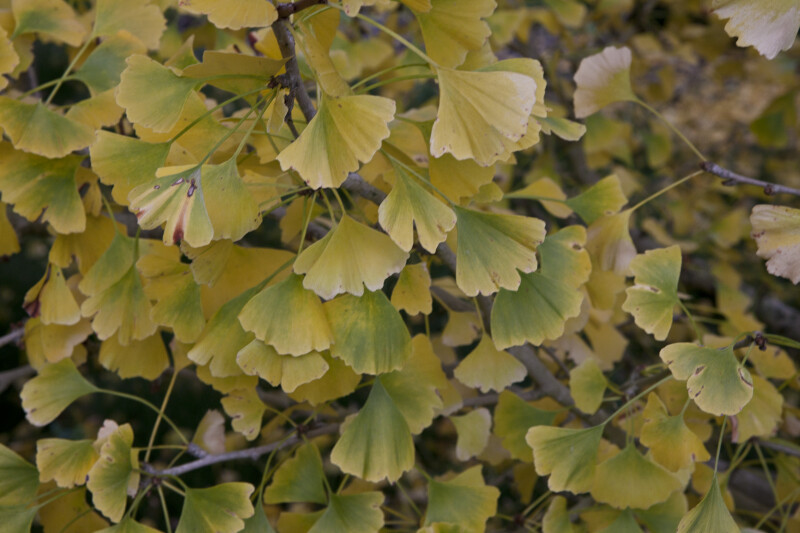 Ginkgo Tree Leaves