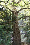 Ginkgo Tree Trunk