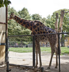 Giraffe by Fence