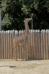Giraffe Eating Stem Attached to Metal Post
