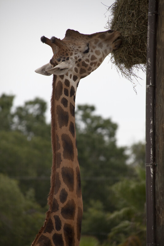 Giraffe Feeding