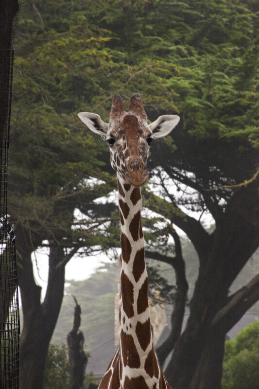 Giraffe Head and Neck