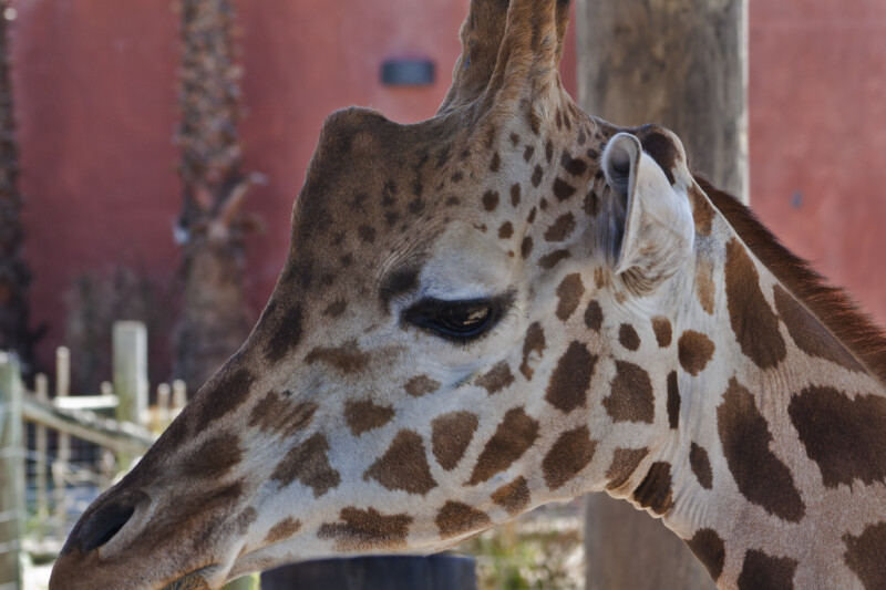 Giraffe Head Side