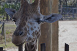 Giraffe Looking Over Fence