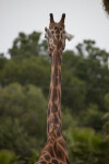 Giraffe Neck