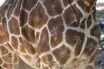 Giraffe Skin Close-Up
