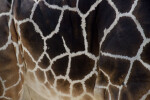 Giraffe Texture