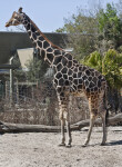 Giraffe Standing