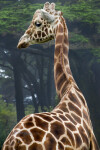 Giraffe Turning Head