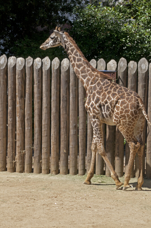 Giraffe Walking near a Wooden Fence