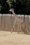 Giraffe Walking with its Head Held High