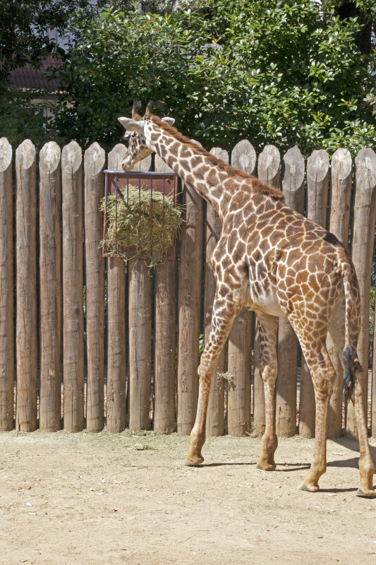 Giraffe with Head near Bushel of Grass