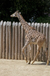 Giraffe with its Left Leg Raised