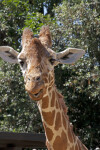 Giraffe with Mouth Open and Ears Perched