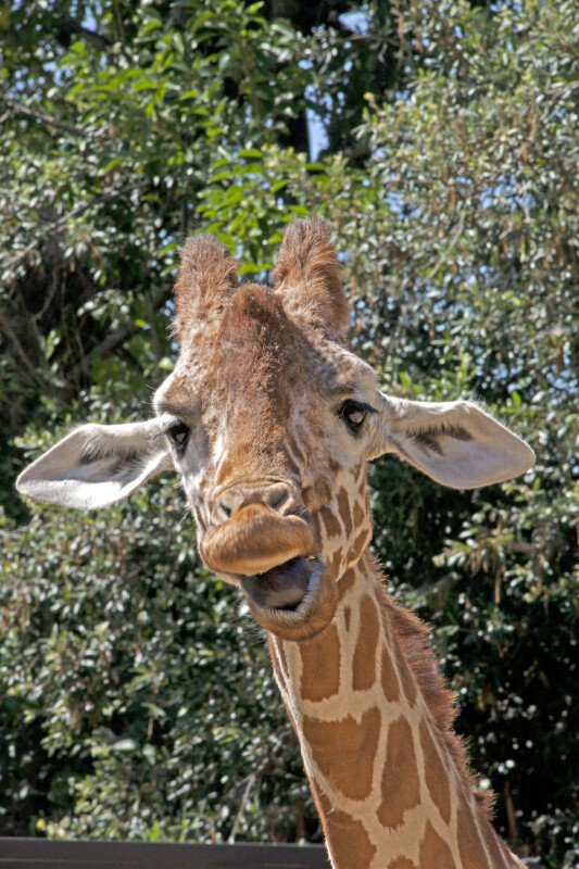 Giraffe with Mouth Wide Open