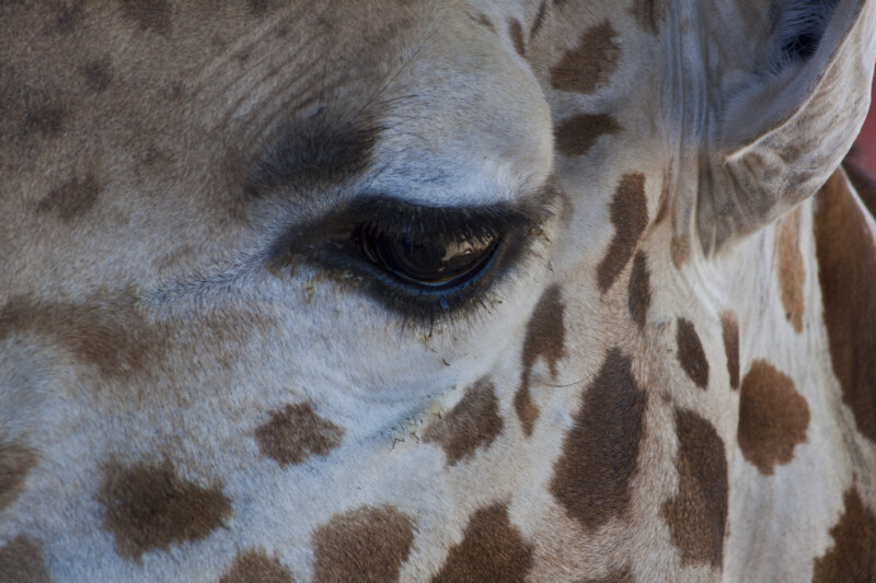 Giraffe's Eye