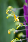 Globba winitii Flower