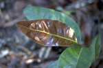 Glossy Brown Leaf with Lime-Green Veins