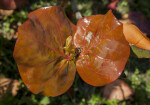 Glossy, Brown Sea Grape Leaves
