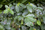 Glossy, Dark-Green Arabian Coffee Leaves