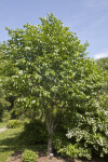 Glossy Euonymus Tree at the Arnold Arboretum of Harvard University