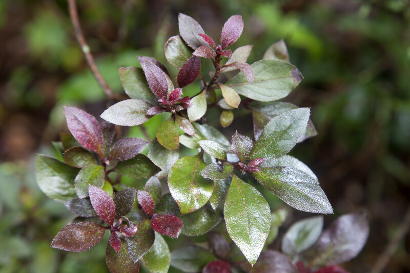 Glossy, Green and Purple Imperial Azalea 'Little John' Leaves
