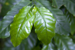 Glossy, Green Arabian Coffee Leaves Close-Up