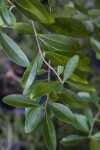 Glossy Green Florida Privet Leaves