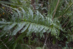 Glossy Green Leaves of a Fern