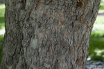 Glossy Hawthorn Tree Bark
