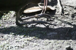 Glossy Ibis Legs and Feet