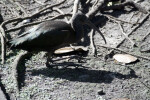 Glossy Ibis on Ground