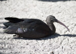 Glossy Ibis