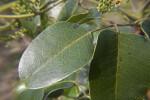 Glossy Leaves