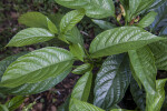 Glossy Pinwheel Jasmine Leaves