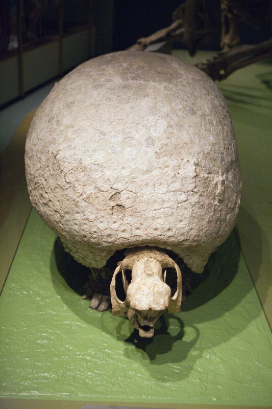 Glyptodont Skeleton