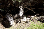 Gnarled Tree Trunk