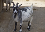 Goat with Black and White Fur