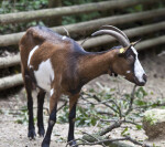 Goat with Head and Neck Turned to Left