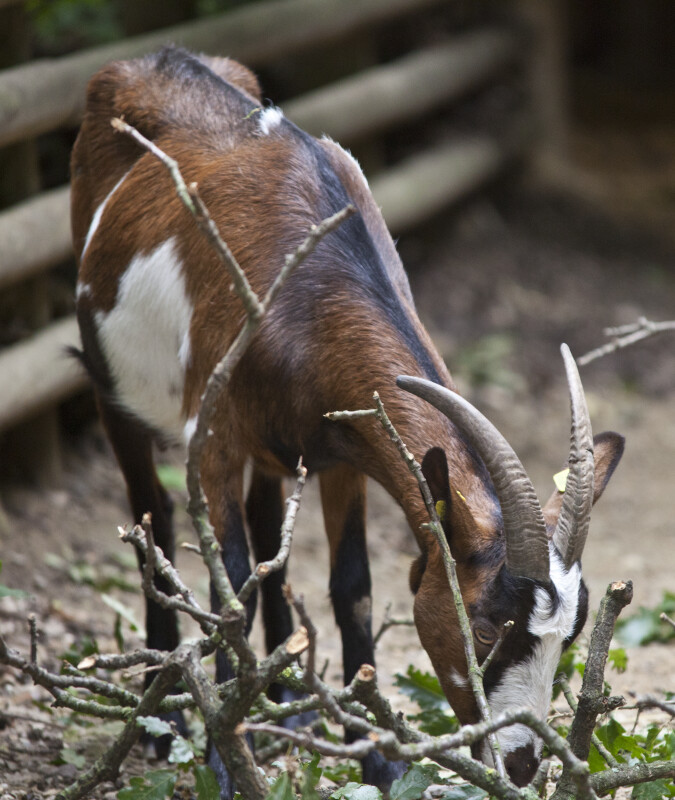 Goat with its Head Lowered to the Ground at Vienna's Schönbrunn Tiergarten