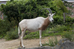 Goat with Piece of Vegetation in its Mouth
