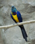 Gold-Breasted Starling