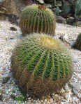 Golden Barrel Cacti