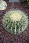 Golden Barrel Cactus