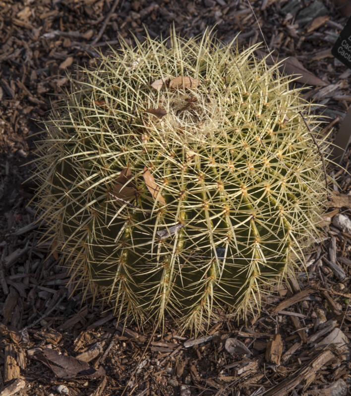Golden Barrel Cactus at the San Antonio Botanical Garden