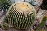 Golden Barrel Cactus