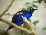 Golden-Breasted Starling